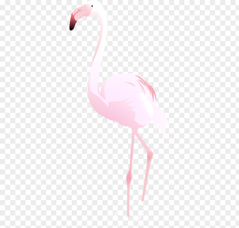 Pink Swan Cygnini Bird Goose PNG
