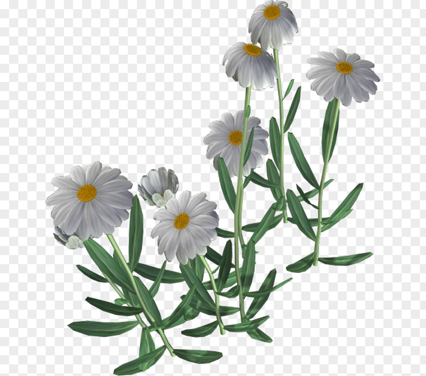Chamomile Clip Art Flower Download PNG