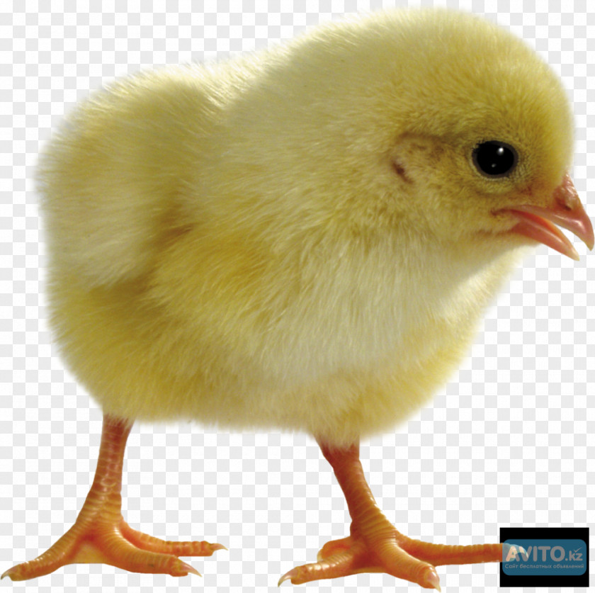 Chicken Duck Light Incubator Candling PNG