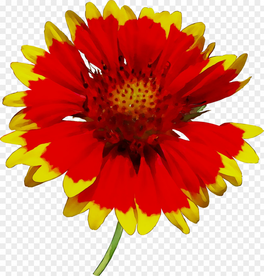 Chrysanthemum Transvaal Daisy Blanket Flowers Cut Yellow PNG