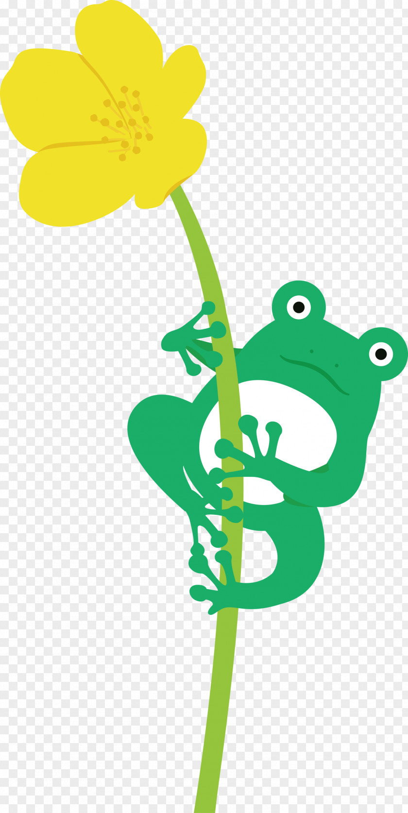 Flower Frogs Plant Stem Tree Frog Meter PNG