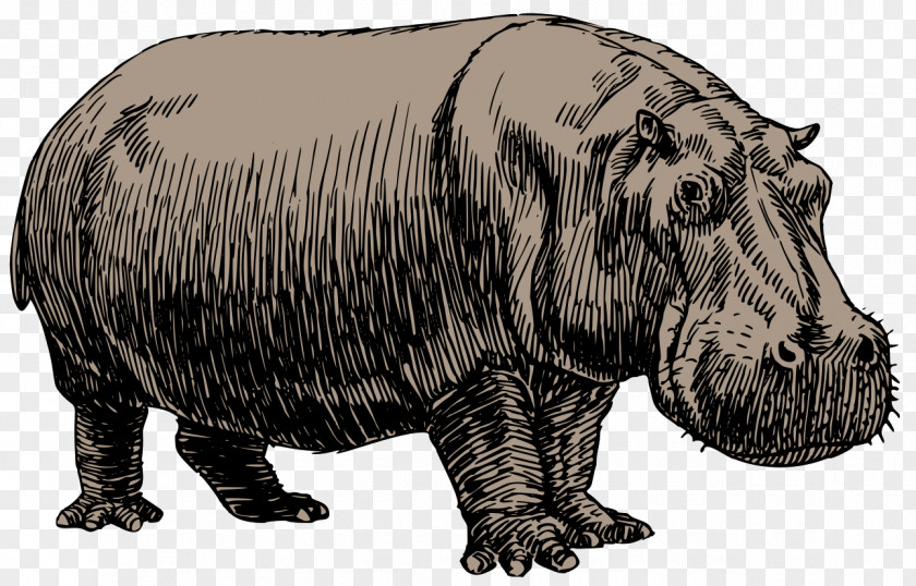 Hippo Hippopotamus Drawing Sketch PNG