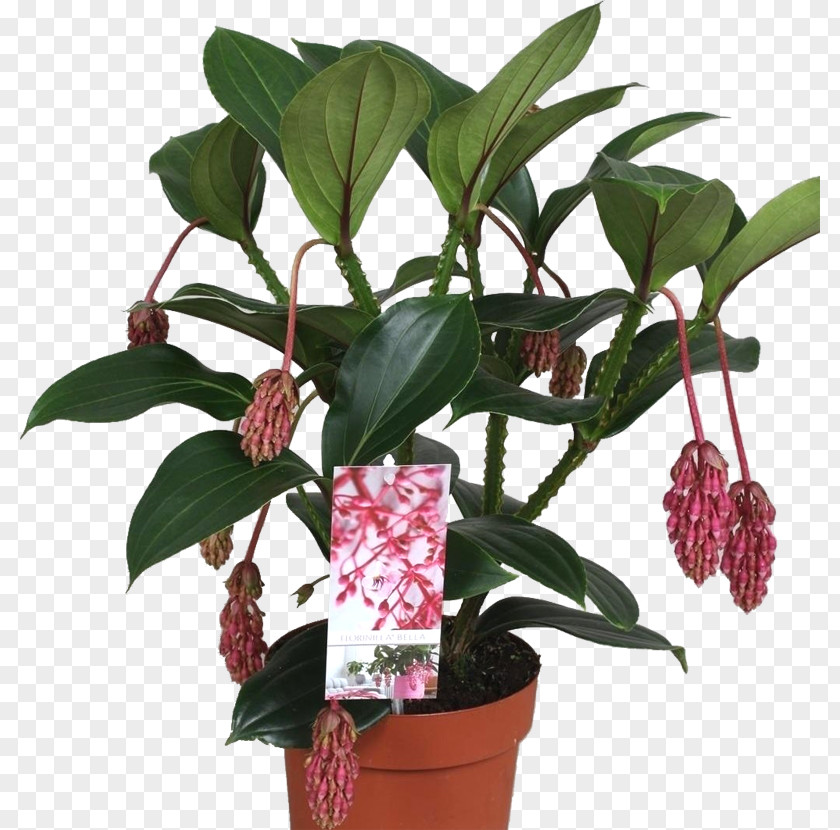 Leaf Flowerpot Medinilla Magnifica Houseplant Epiphyte PNG