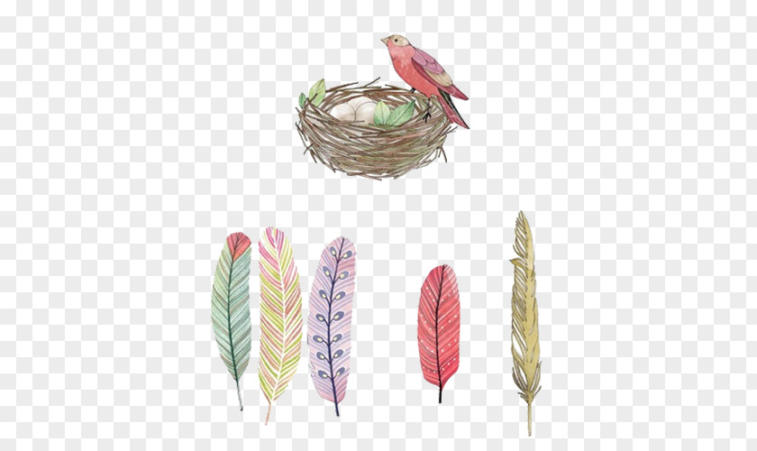 Nest And Feathers Bird Feather Egg PNG