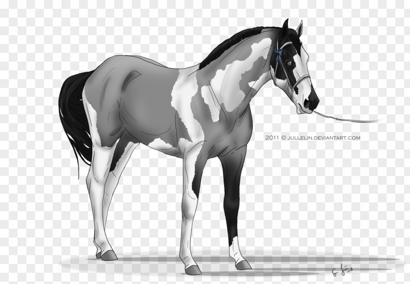 Painted Horse Mane Mustang Stallion Foal Colt PNG