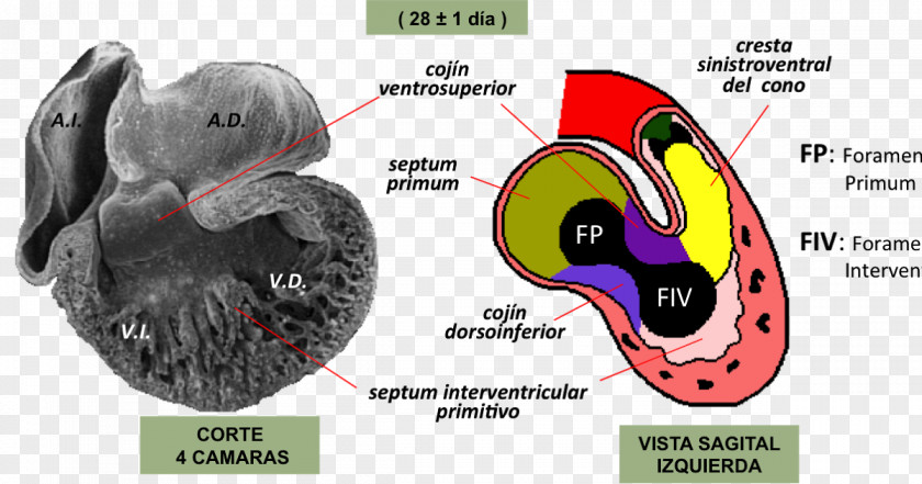 Septum Embriologia Humana Atrioventricular Canal Embryology Heart Development Node PNG