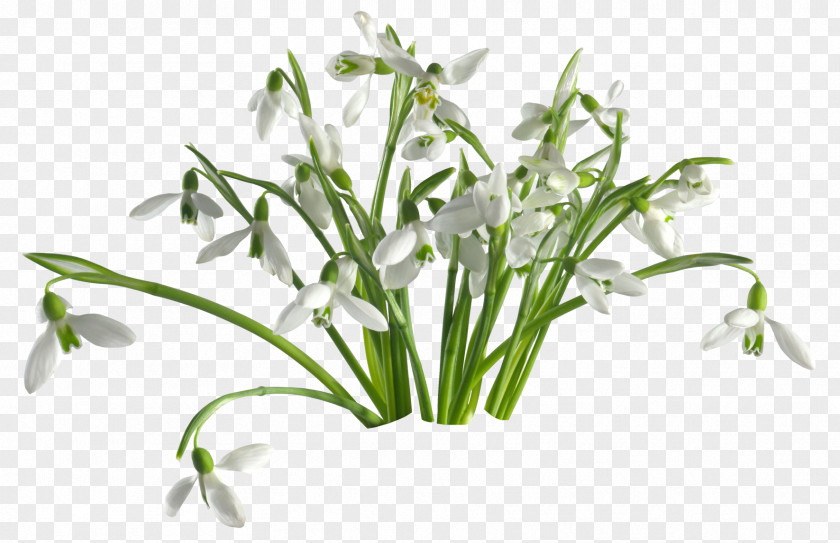Snowdrop Flower Desktop Wallpaper PNG