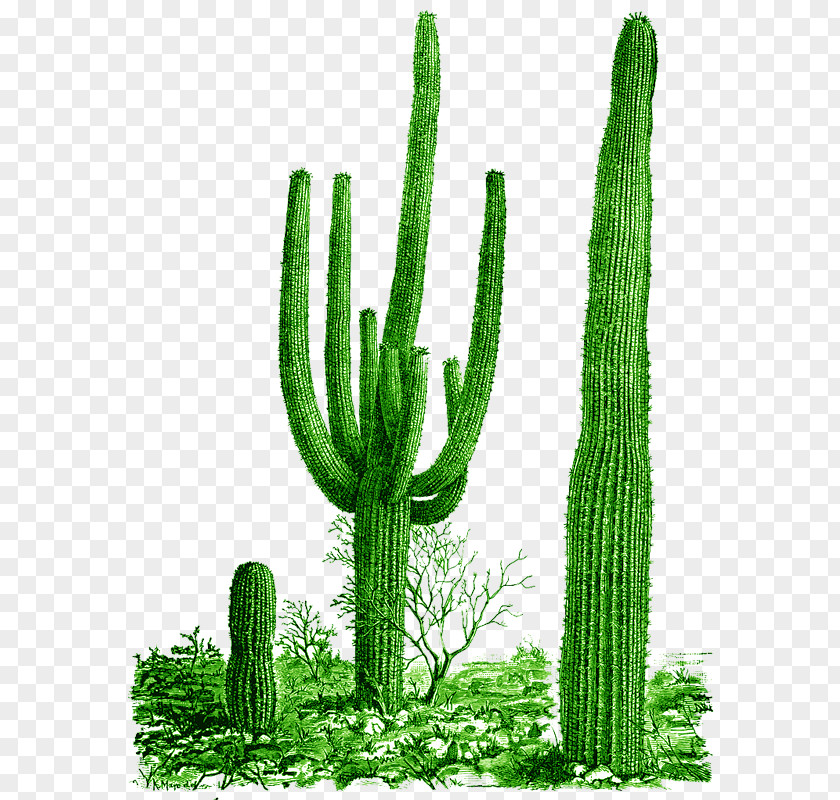Cactus Cactaceae Saguaro National Park Clip Art PNG