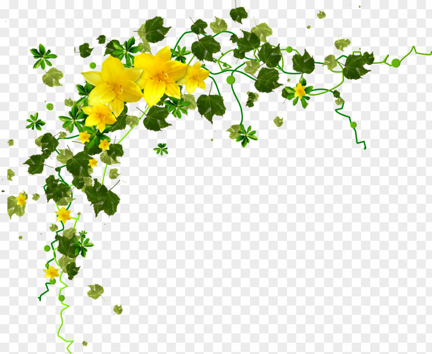 Gazania Flower Yellow Petal Clip Art PNG