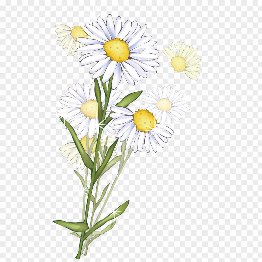 Heat Off Chrysanthemum Common Daisy Transvaal Flower Clip Art PNG