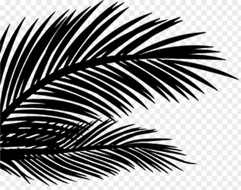 Image Photography PhotoScape Palm Trees PNG