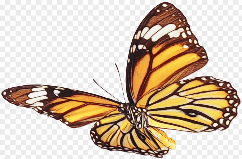 Cynthia Subgenus Pollinator Monarch Butterfly PNG