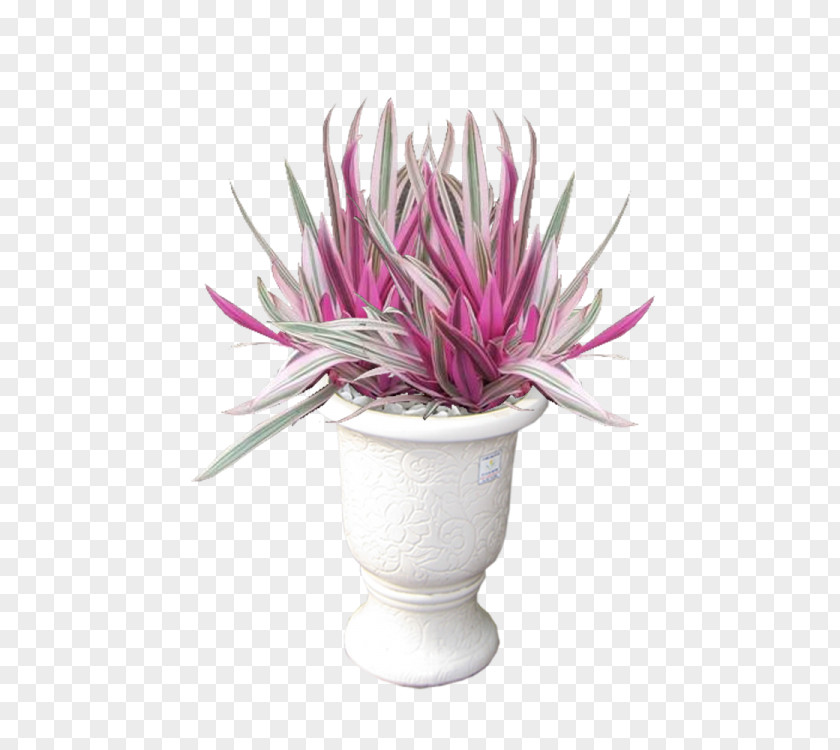 LaiThai Tradescantia Spathacea 'Tricolor' Flowerpot Ornamental Plant Moses-in-the-cradle Hanoi PNG