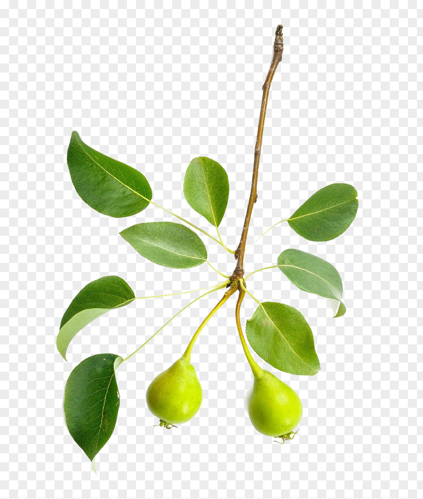 Pear Branches Tree Leaf Branch Asian European PNG