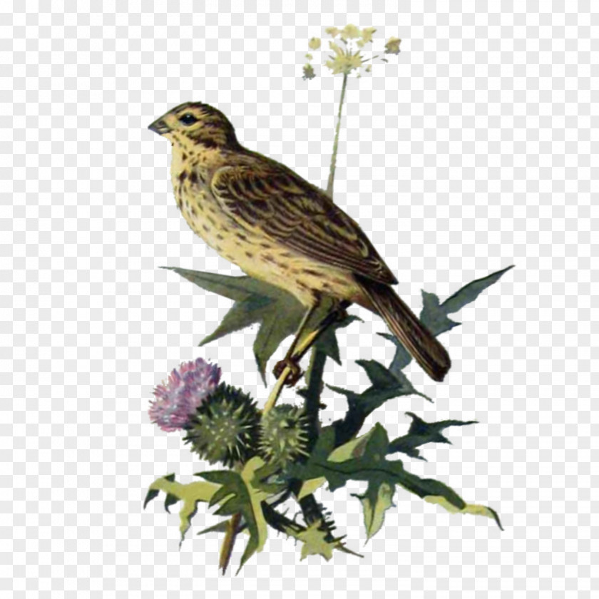 Thistle Watercolor Finches House Finch American Sparrows Bird Ortolan Bunting PNG