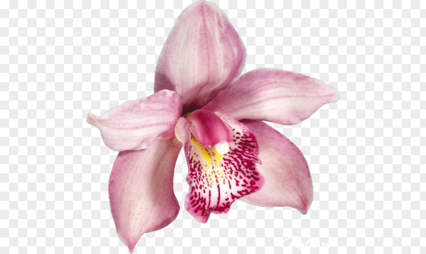 Beautiful Flowers Orchids Clip Art PNG