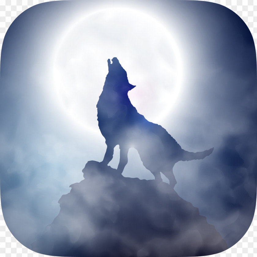 BLUE WOLF Coyote Gray Wolf PNG