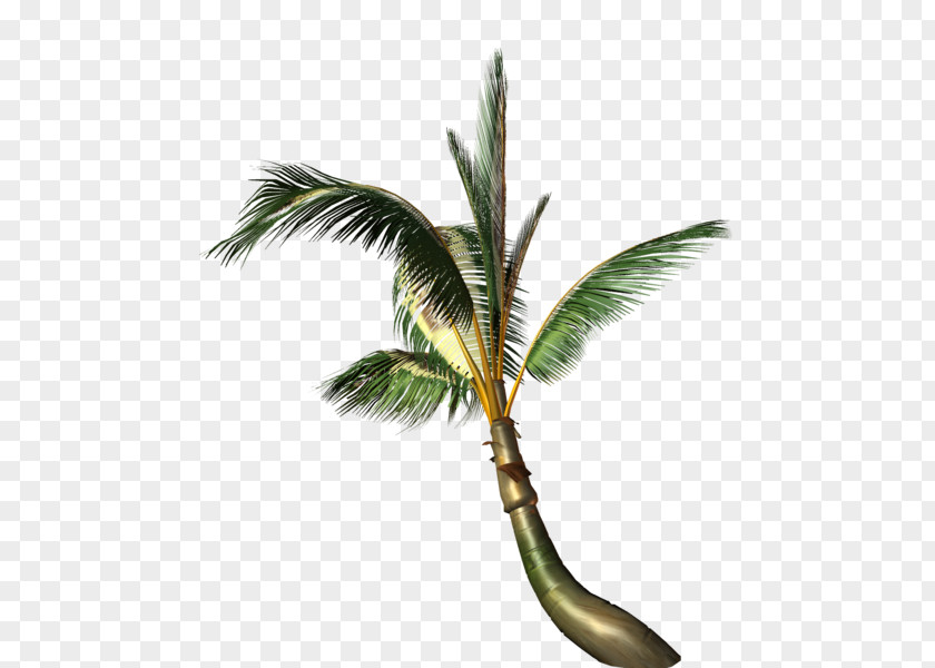 Coconut Arecaceae Painting Tree PNG