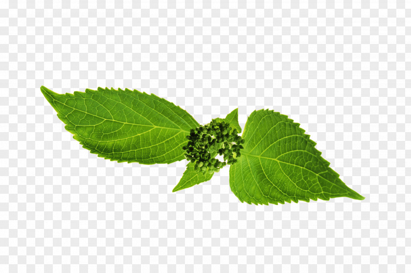 Leaf Stipule Plant Stem Plants Herbalism PNG
