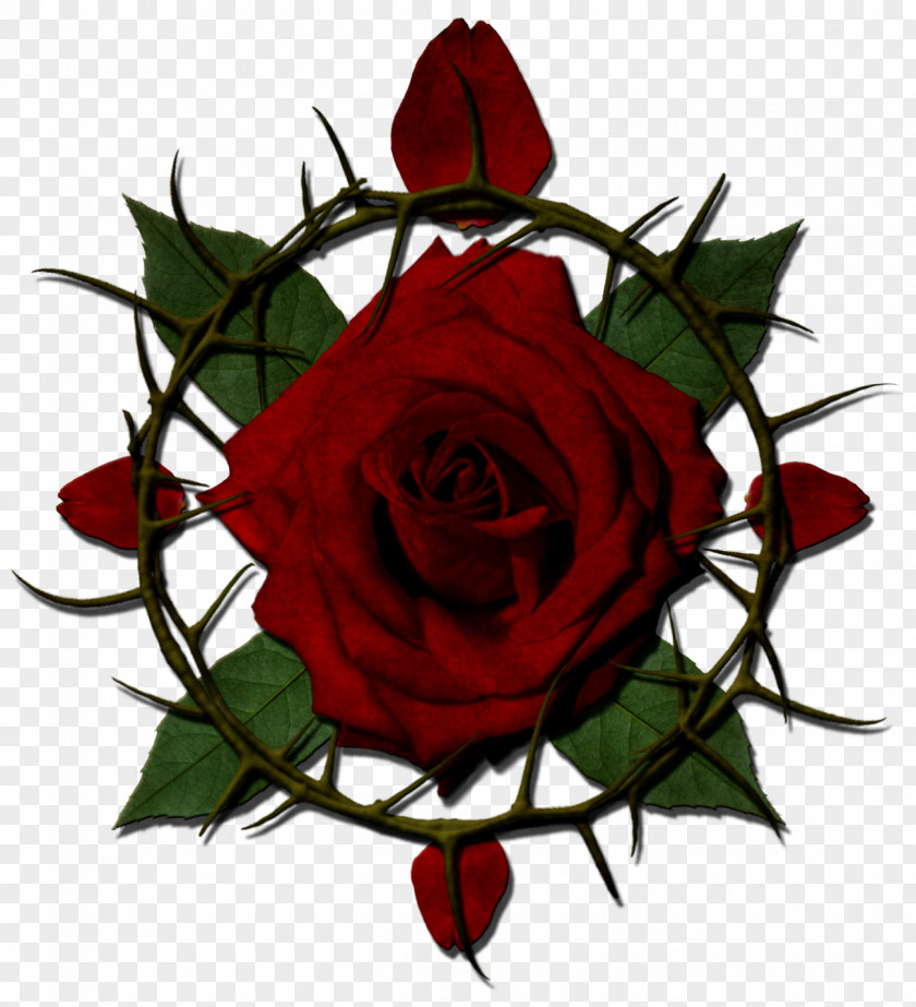 Ros Rose Thorns, Spines, And Prickles Drawing Clip Art PNG