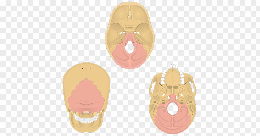 Skull Occipital Bone Anatomy Temporal PNG