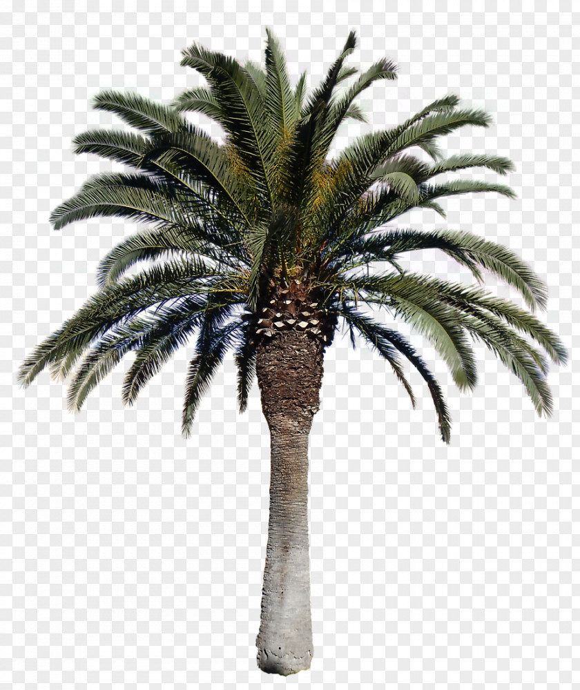 Transparent Palm Tree Background Second Life Sansar Linden Lab Room Tourism PNG