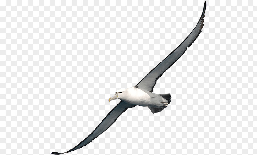 Albatross Clipart Bird Clip Art PNG