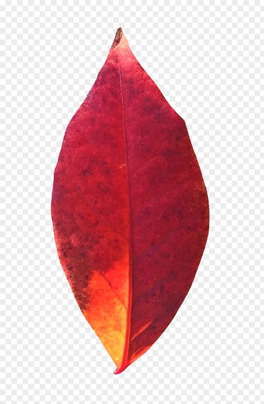 Autumn Leaf Leaves PNG