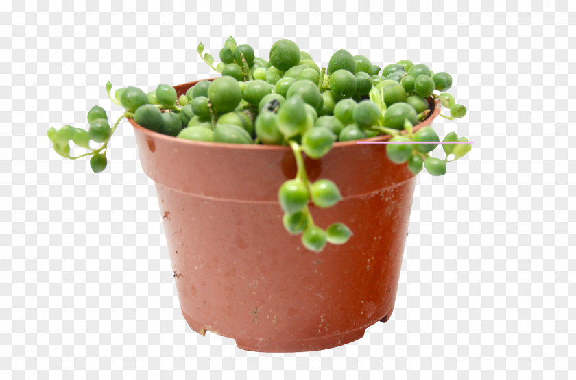 Cactus Succulent Plant Houseplant Plants Hatiora Salicornioides PNG