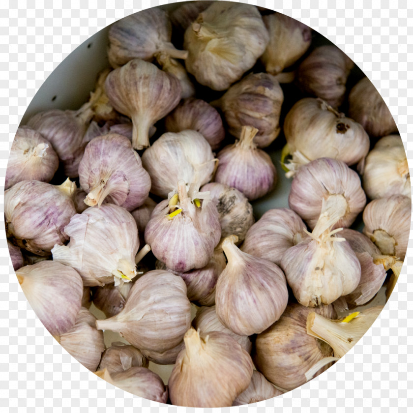 Garlic Elephant Kitchen Suppers Shallot PNG
