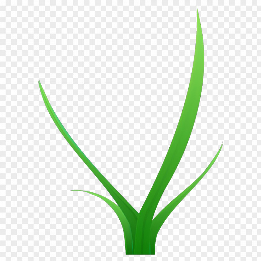 Green Leaf Plant Flower Grass PNG