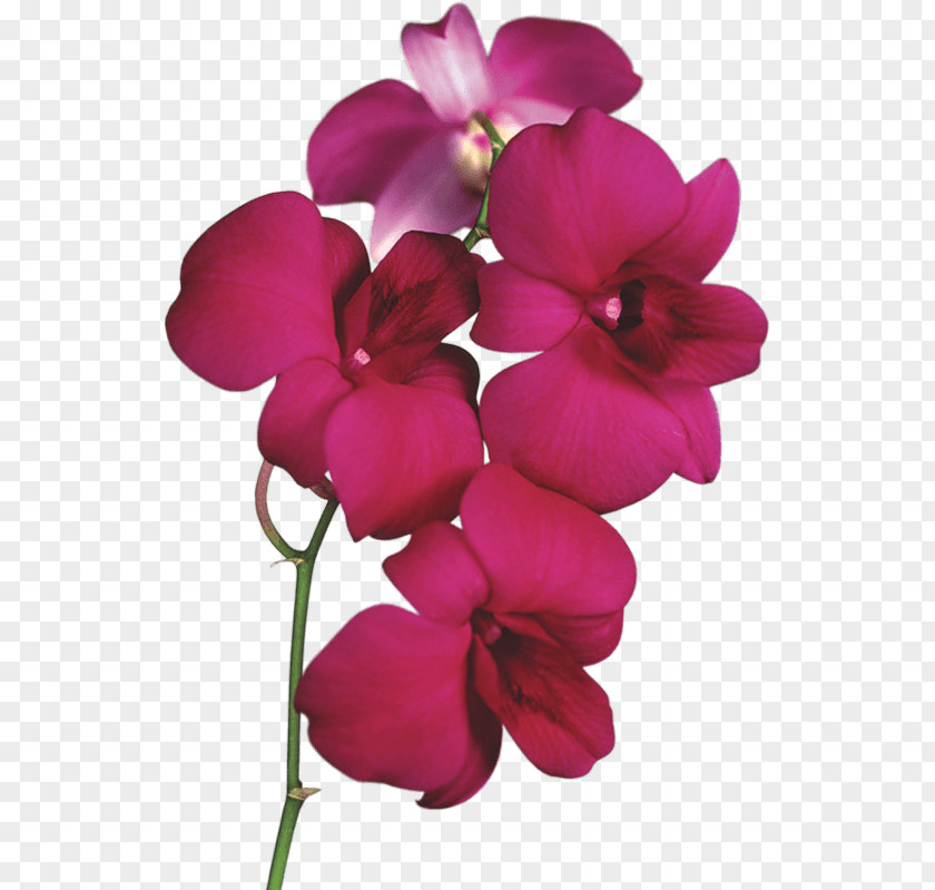 Orchid On Branch PNG Branch, pink flowers illustration clipart PNG