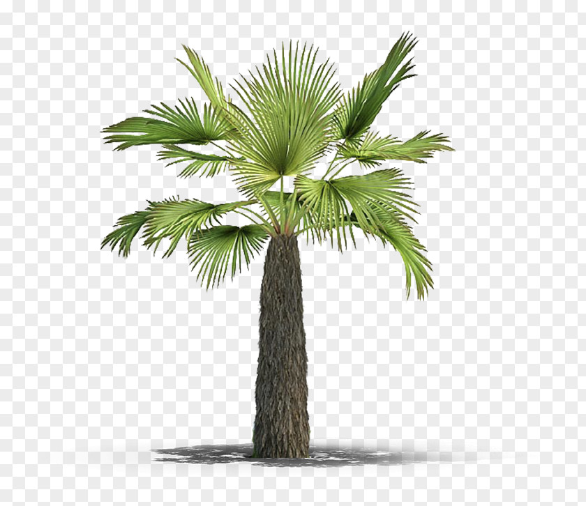 Plant Asian Palmyra Palm Arecaceae Tree Botany PNG