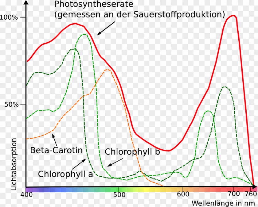 Light Photosynthesis Photosynthetically Active Radiation Electromagnetic Spectrum Grünlücke PNG