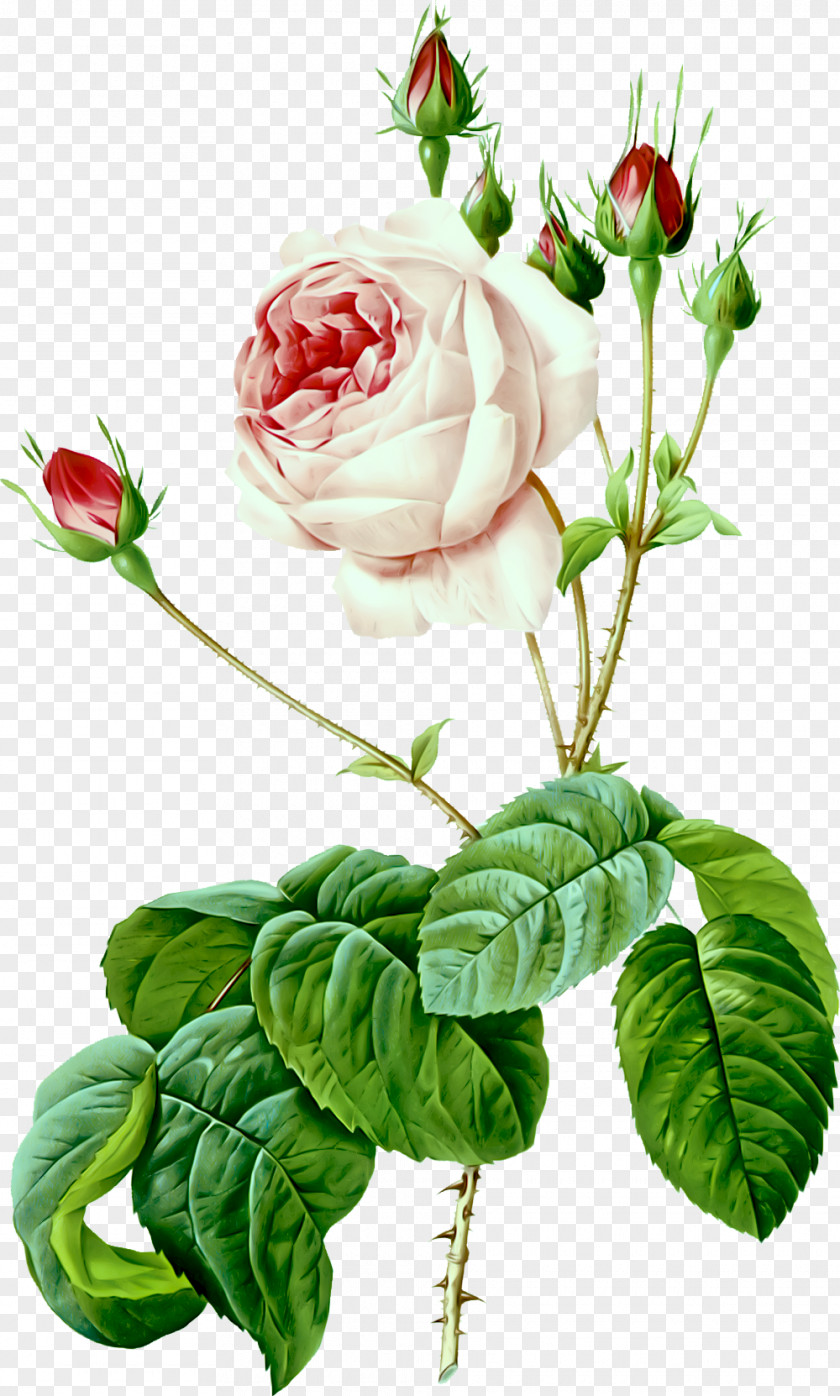 Painting Les Roses Illustration Moss Rose Art PNG
