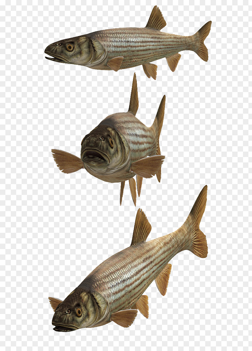 Nine Fish Cod DeviantArt Download PNG