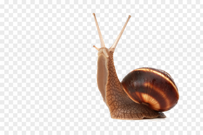 Snails Snail Slug Photography PNG