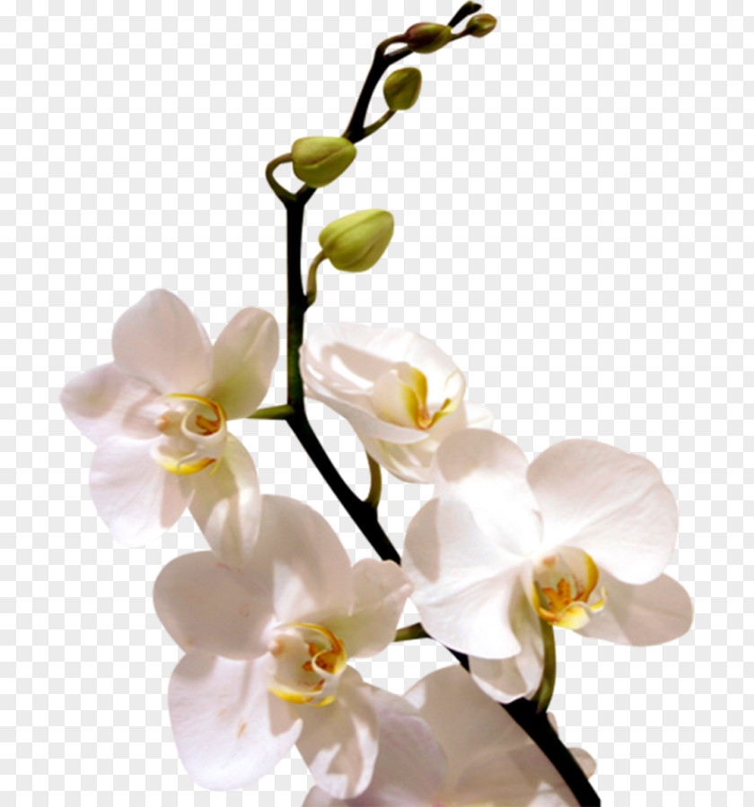 White Orchid Flowers Display Resolution WhatsApp Wallpaper PNG