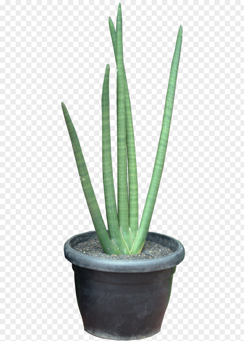 Plant Sansevieria Cylindrica Viper's Bowstring Hemp Succulent Erythraeae Triangle Cactus PNG