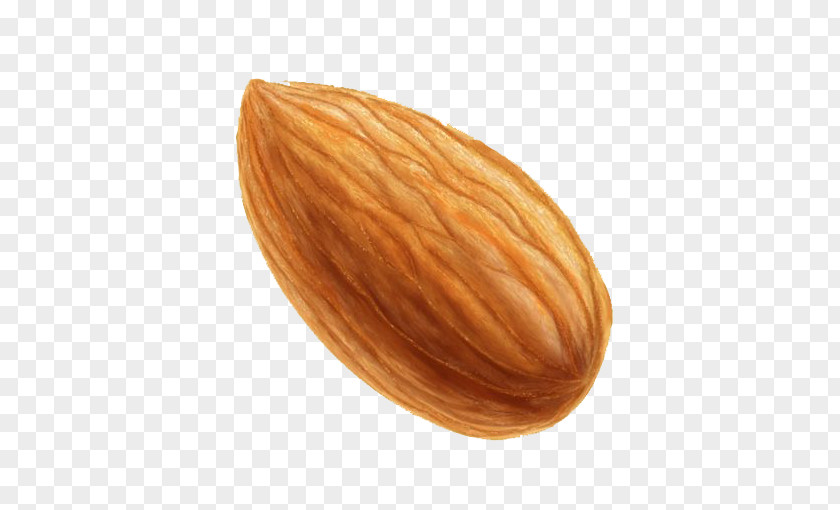 Cartoon Almond Nut Icon PNG