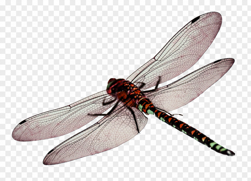 Dragonfly Computer File PNG