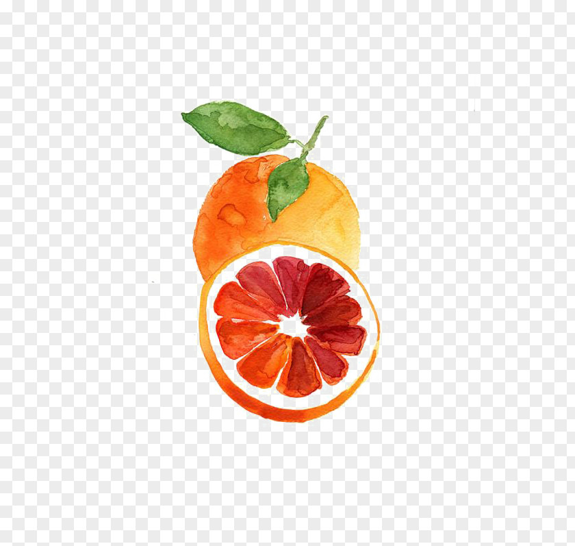 Grapefruit Blood Orange Tangerine Watercolor Painting PNG