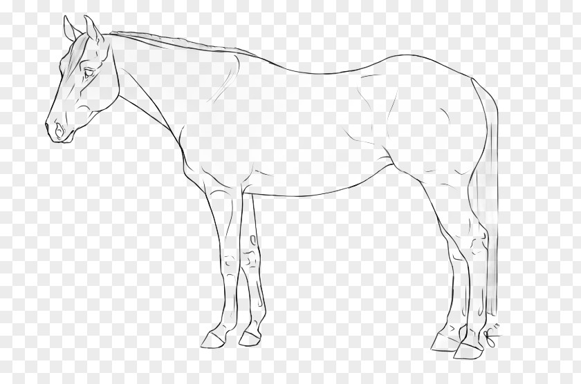 Horse Western Mustang Foal Colt Stallion Bridle PNG
