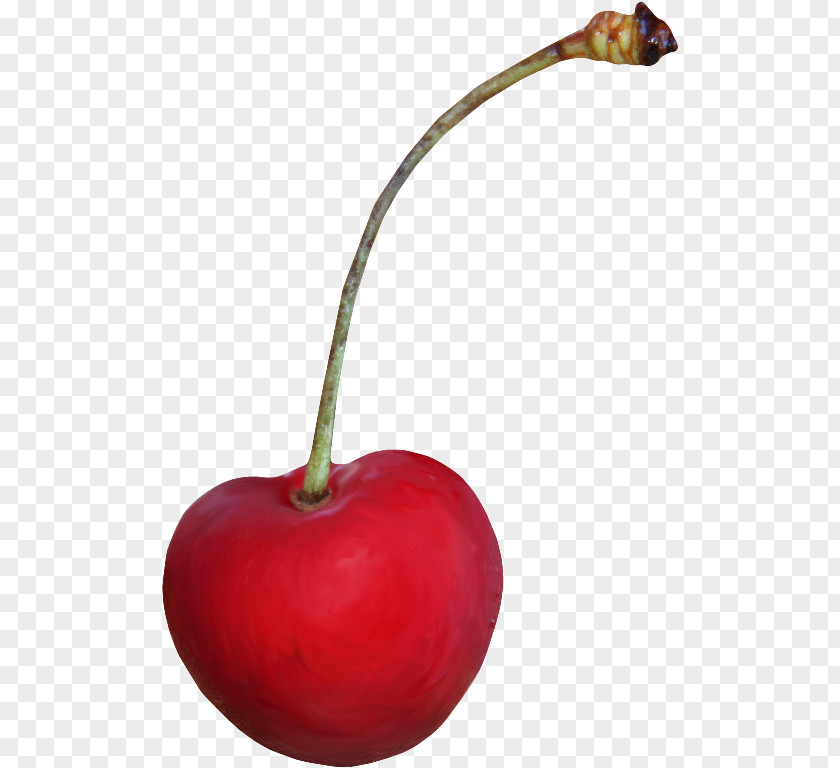 Cherry Maraschino Cerasus Clip Art PNG