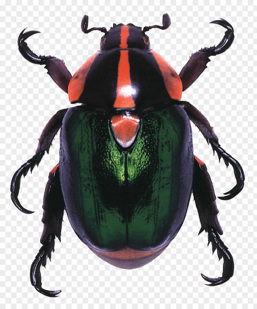 Creative Beetle Living Jewels: The Natural Design Of Beetles Amazon.com Blind Watchmaker Book PNG