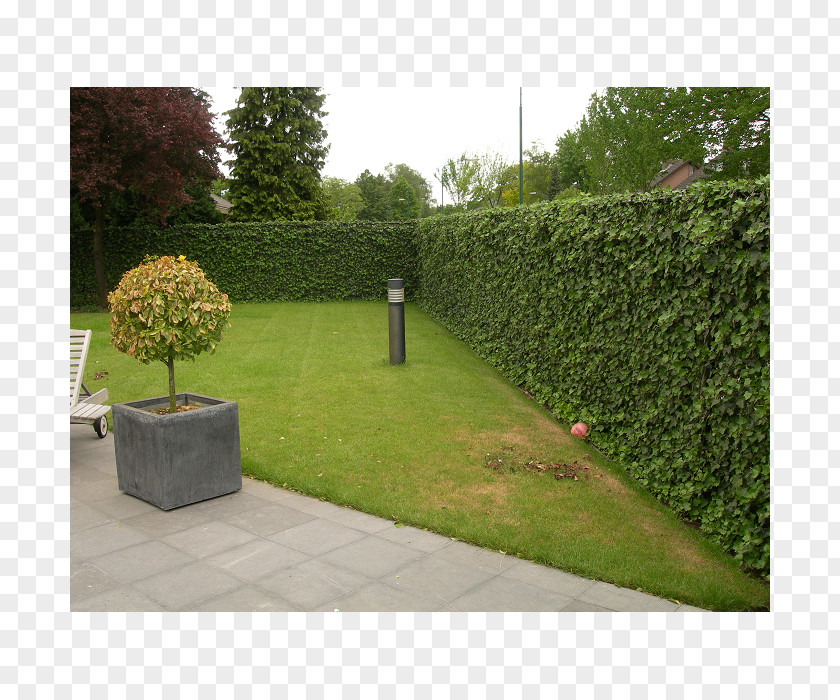 Fence Hedge Wall Common Ivy Garden PNG