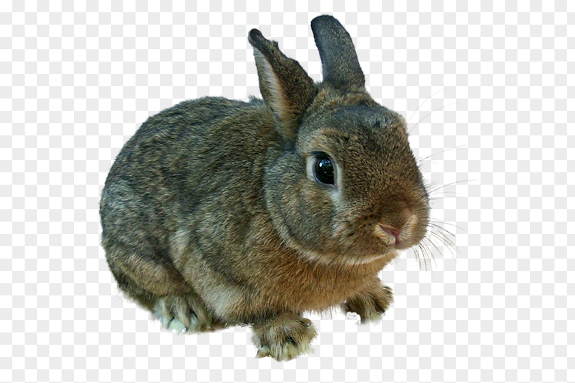 Funny Animals Domestic Rabbit Easter Bunny Angel Hare PNG