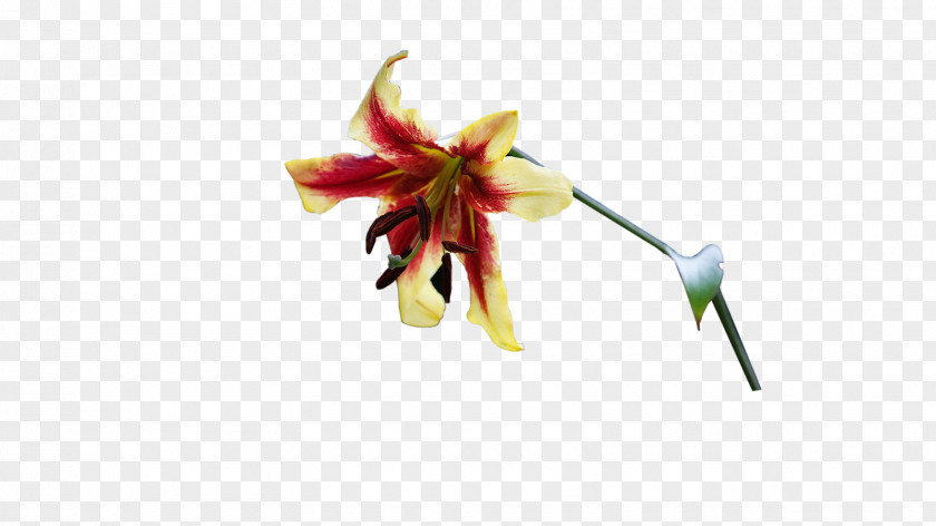Photoshop Cut Flowers Plant Stem Petal PNG