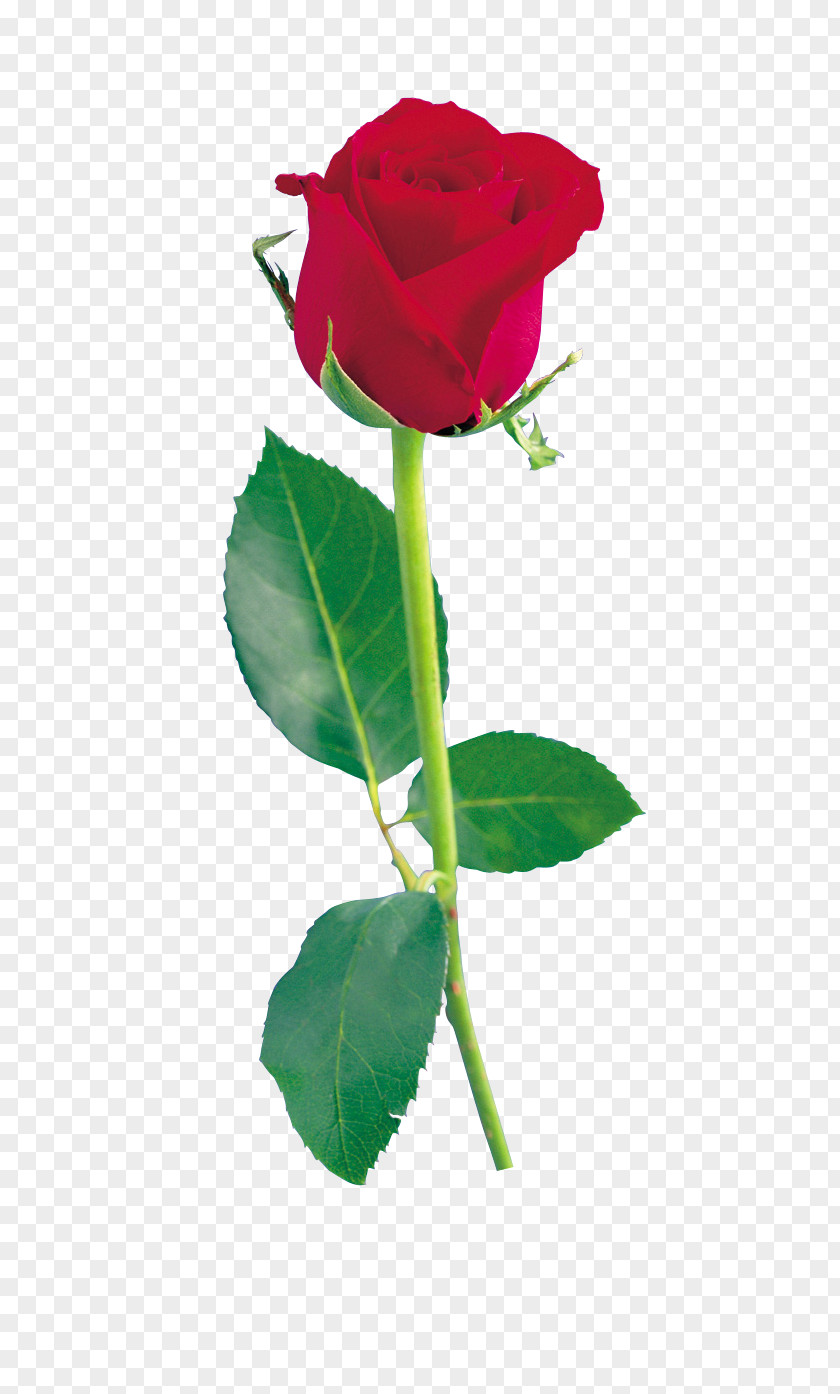 Rose Clip Art Garden Roses Image PNG