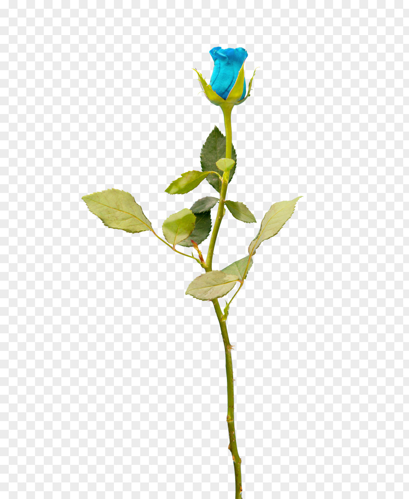 Rose Garden Roses Cut Flowers Blue Petal PNG